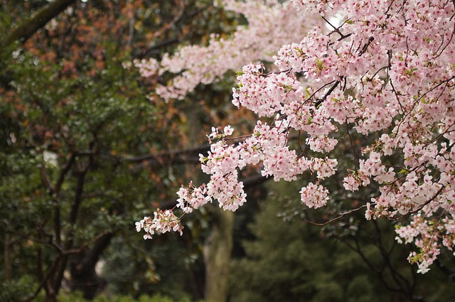 cherry-blossoms-1149175_640