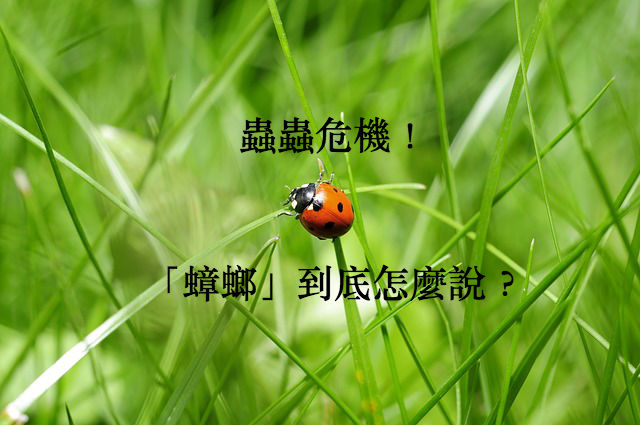 ladybug-796481_640