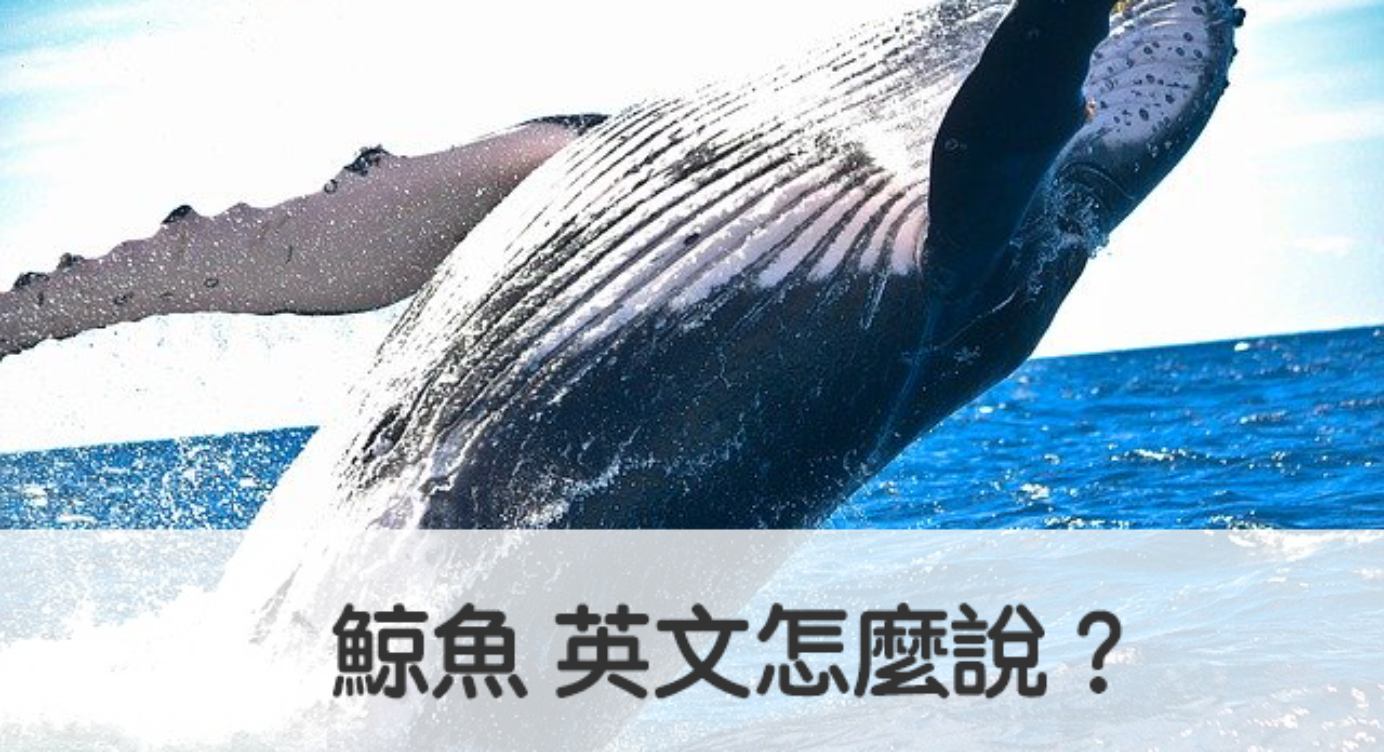 鯨魚 英文怎麼說 秒懂 Whale 中文意思 全民學英文