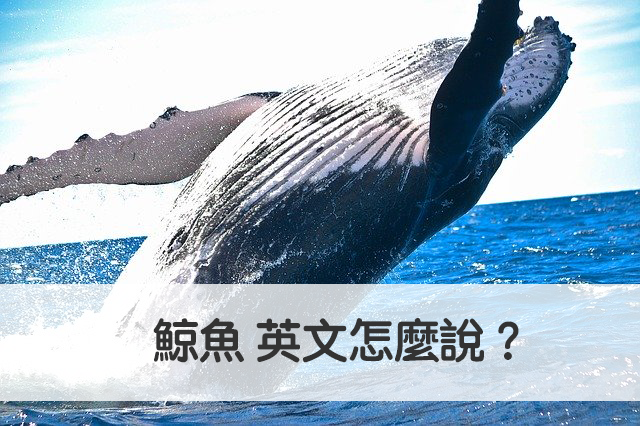 鯨魚 英文怎麼說 秒懂 Whale 中文意思 全民學英文