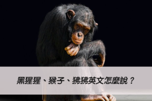 黑猩猩、猴子、狒狒英文