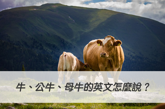 牛、公牛、母牛的英文怎麼說？搞懂bull / cow / ox 中文意思