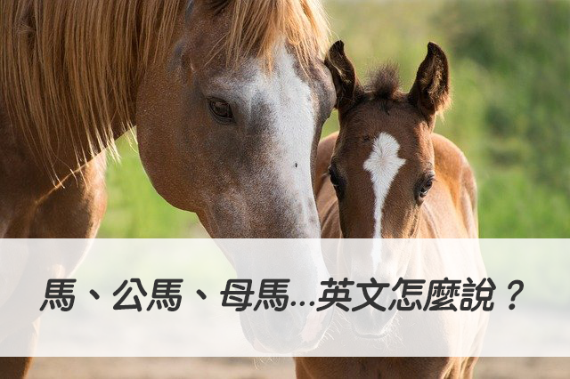 馬、公馬、母馬...英文怎麼說？搞懂horse/ stallion/ mare 中文意思