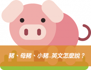 豬、母豬、小豬、豬叫聲..英文怎麼說？搞懂pig / sow / piglet 中文意思