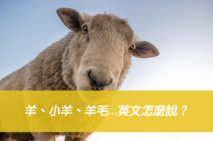 羊、小羊、羊毛...英文怎麼說？搞懂sheep/ lamb/ wool 中文意思