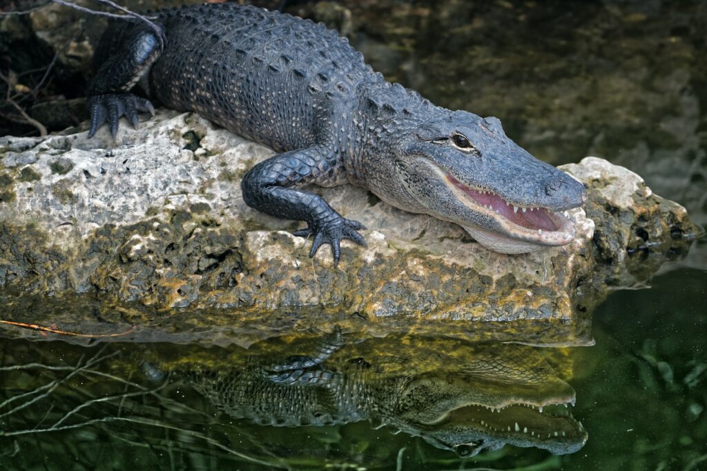 Alligator 短吻鱷